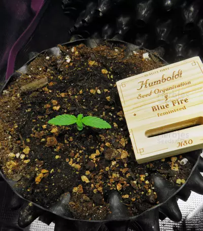 Semi femminizzati Blue Fire