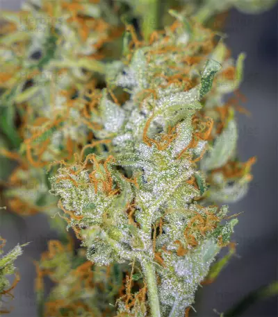 Semi femminizzati Cherry Bomb Auto