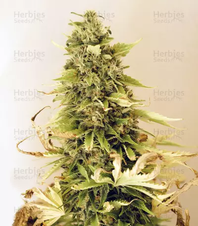 Cluster Bomb Seeds