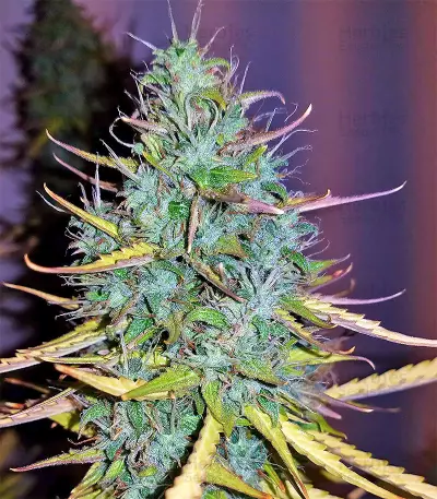 Critical Skunk Seeds