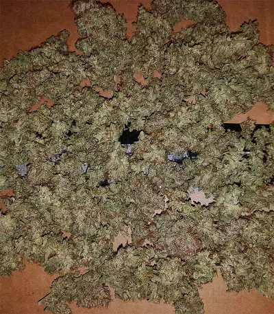 Eleven Roses Seeds (Delicious Seeds)