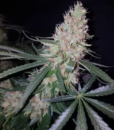 Graines de cannabis Exodus Kush (DNA Genetics)
