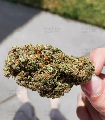 Graines de cannabis Fruity Pebbles (Tropical Nuggets) (Blackskull Seeds)