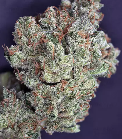 Ghost Train Haze #1 (Rare Dankness Seeds) Cannabis-Samen