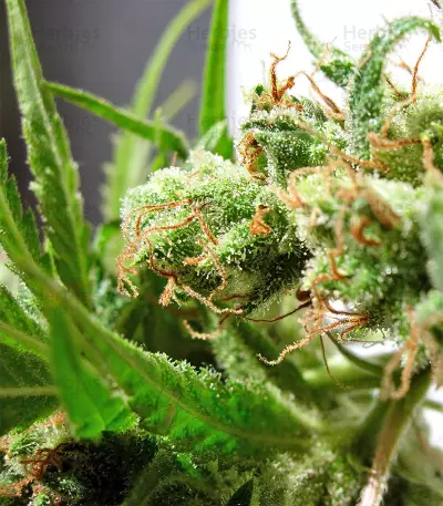 Graines de cannabis Guawi (Ace Seeds)