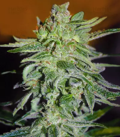 Semi femminizzati Haze Mist