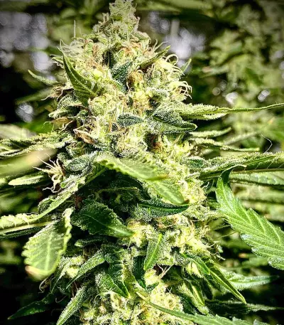 Hindu Kush feminized seeds