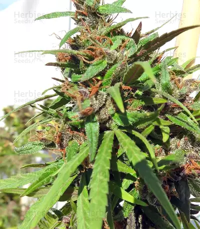 Honduras Seeds