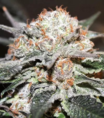 LA Widow (Kera Seeds)
