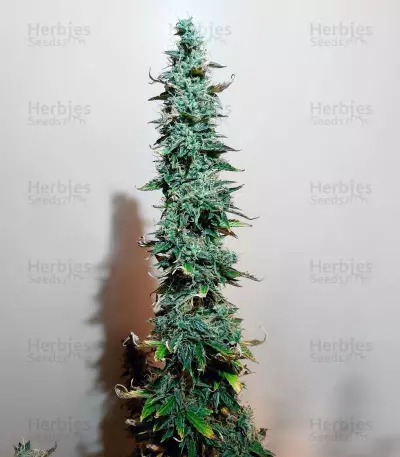 LSD Auto (Barney's Farm)
