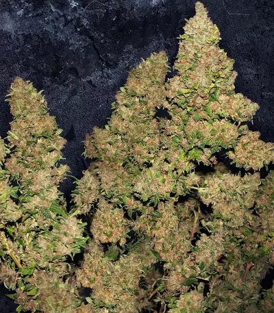 MOB Seeds