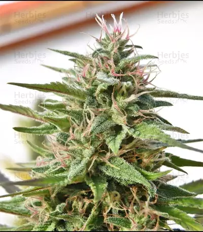 Malawi Breeders Pack Seeds