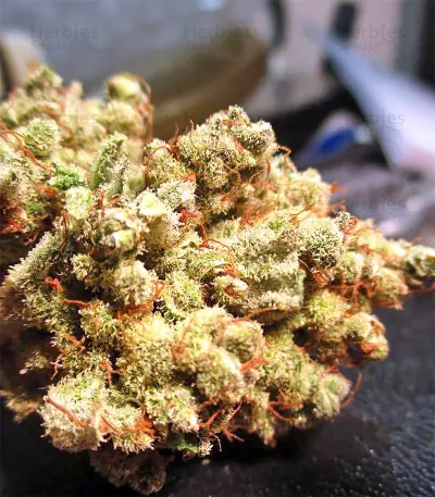 Malawi x PCK (Ace Seeds)