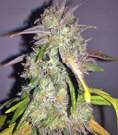 Mangobiche Kush Seeds