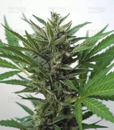 Semi femminizzati OG Kush Autofiorenti CBD
