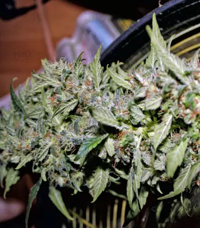 Power Skunk (Flying Dutchmen)