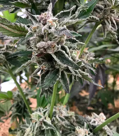 Rockbud feminized seeds