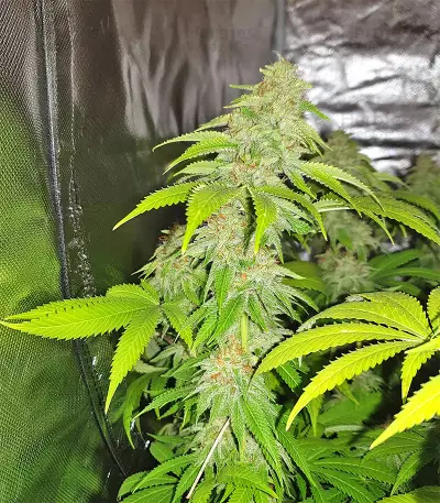 Sherbet (Seedstockers)