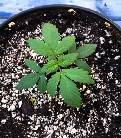 Skywalka Ghost Kush (Big Head Seeds)
