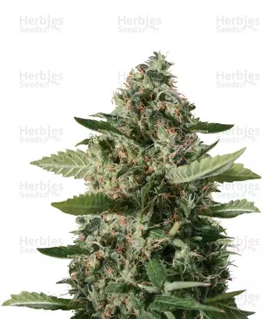 Sour Diesel Feminized Seeds For Sale By Blimburn Seeds - Herbies