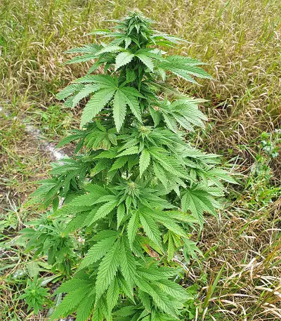 Super Skunk Autoflower (Seedstockers)