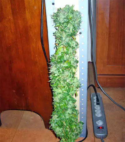 Thai Chi feminized seeds