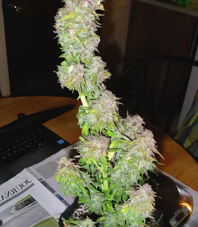 Graines de cannabis Toof Decay Auto (Mephisto Genetics)