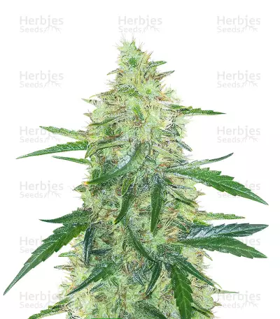 Sementes Feminizadas de Apple Strudel Auto (Fast Buds)