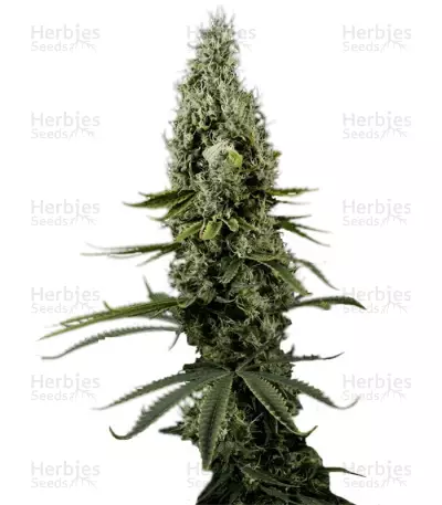 Arjan's Haze #3 (GHS) Cannabis-Samen