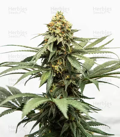 Graines de cannabis Bubblegun regular (Spliff Seeds)
