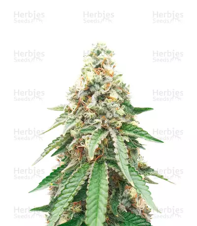 CBD OG Kush Feminized Seeds (Herbies Seeds USA)