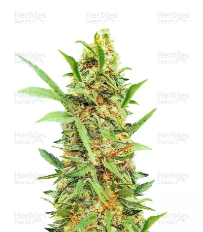 Dozy Cake Feminized Seeds (AlphaFem Seeds)