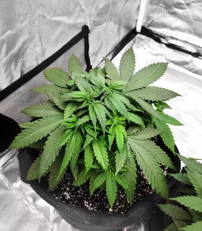 Durban Poison (Herbies Seeds)