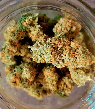 Extreme Impact Auto Seeds