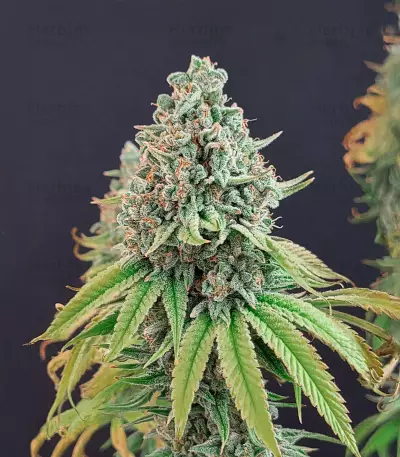 Ghost Train Haze x Pellezino (Herbies Seeds)