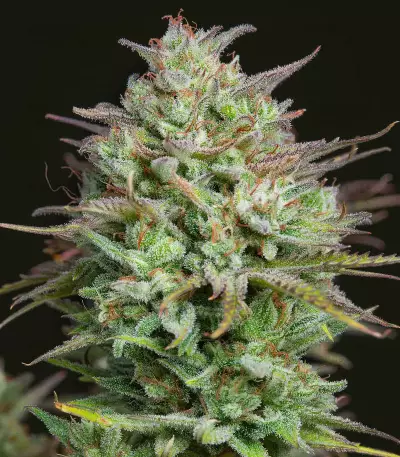 Graines féminisées de Kosher Cake Auto (Fast Buds)