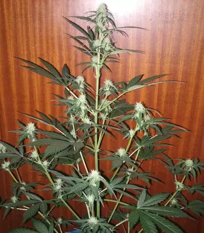 La Diva Auto Seeds