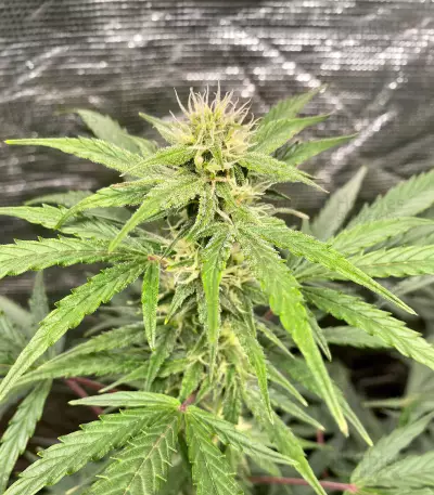 Lemon Haze Auto (Herbies Seeds)