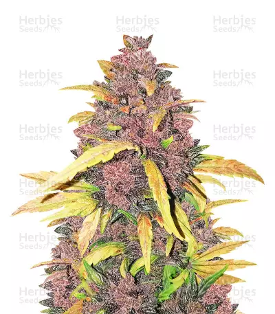 LSD-25 Auto feminized seeds