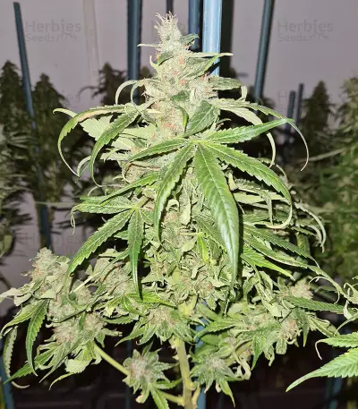 Mango Crunch Seeds