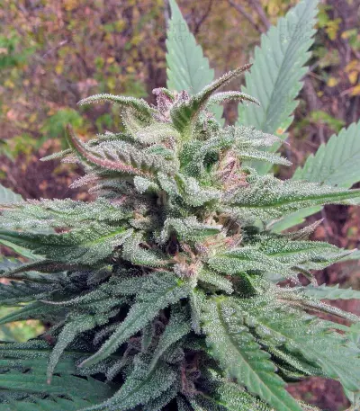 Graines de cannabis Opium (Paradise Seeds)