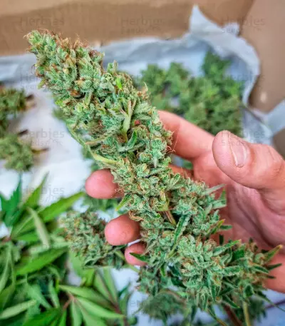 Orange Apricot Glue XL Auto Feminized Seeds (Sweet Seeds)
