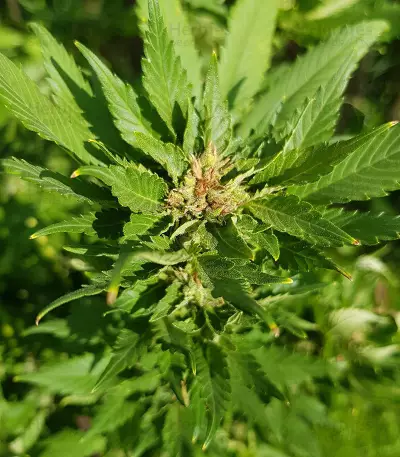 Pumpkin Kush Seeds