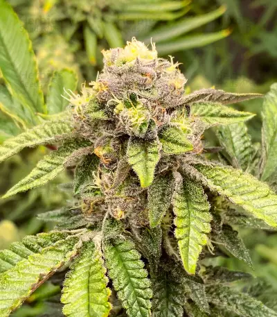 Sticky Sherbert GG Seeds (Seedkeepers)