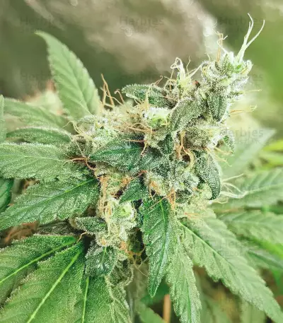 Banana Diesel Seeds