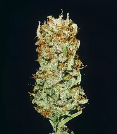 Banana Sherbet feminisiertes Saatgut