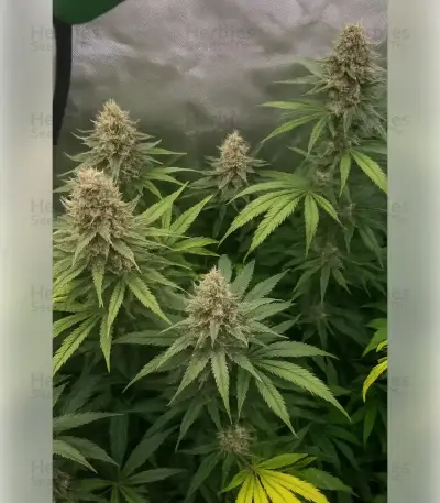 Blackberry Moonrocks Seeds
