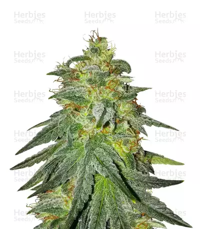Sementes feminizadas Bruce Banner #3 (Original Sensible Seeds)