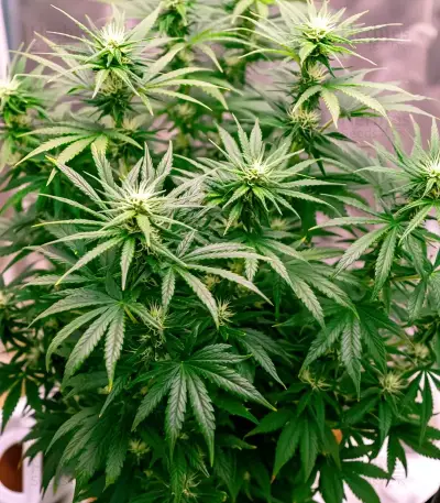 Bruce Banner Seeds