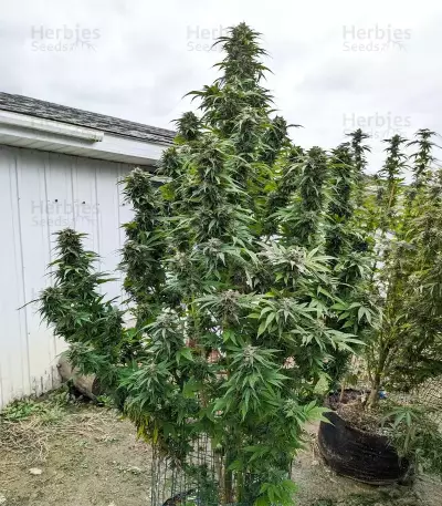Cherry Gar-see-yaa Feminized Seeds (Ethos Genetics)
